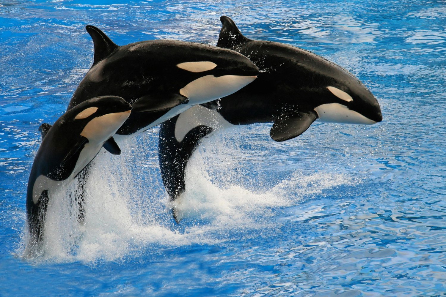 Marineland