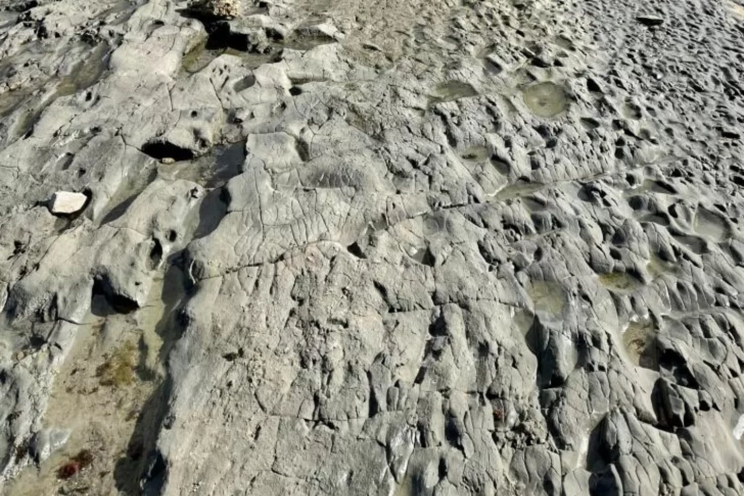 ¿Una puerta al pasado? Descubren en España más de 600 huellas de criaturas gigantes de hace 778.000 años