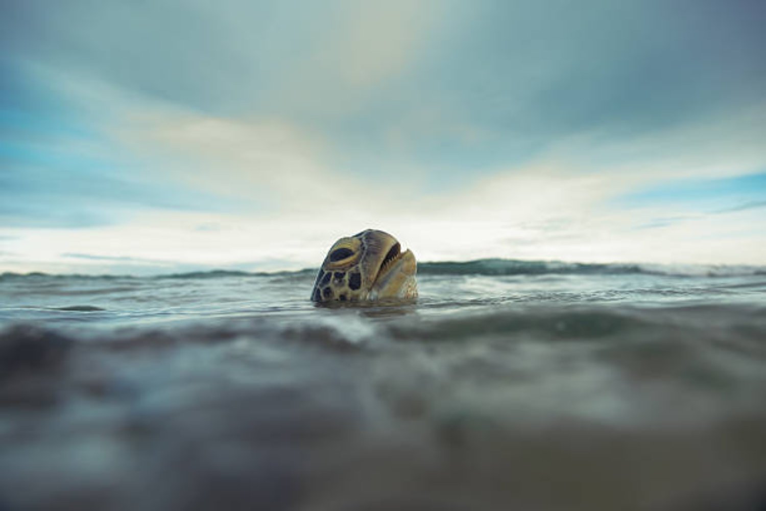 Pronto veremos criaturas inesperadas moviéndose en la arena y el agua: Tortugas robot