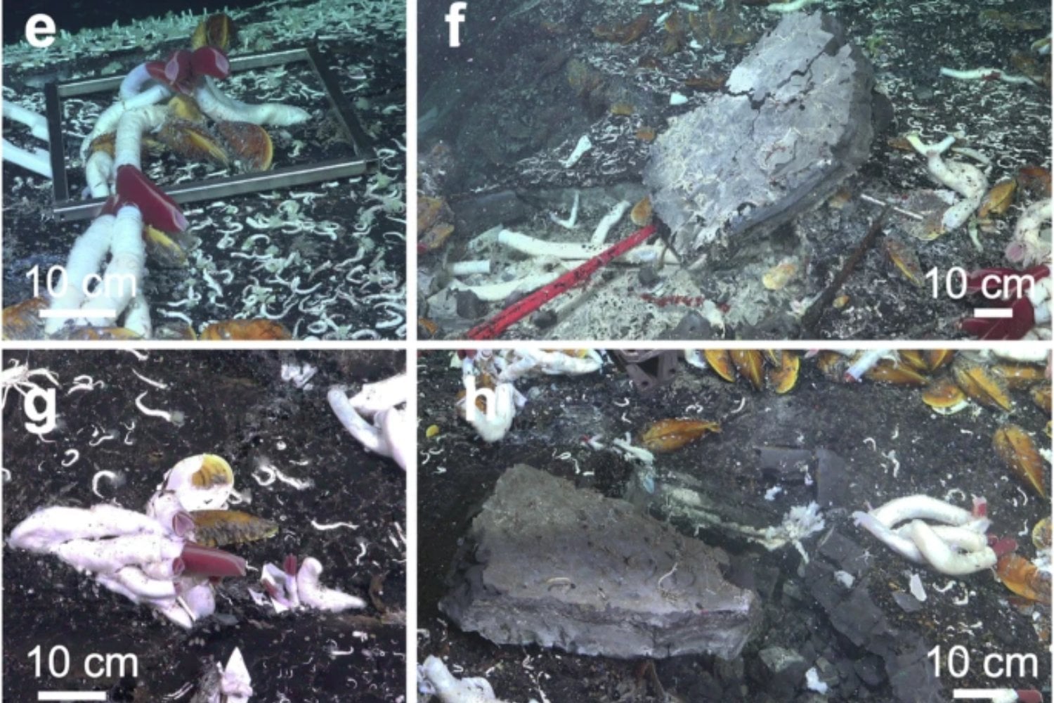 Algo se esconde bajo el océano: el descubrimiento que cambia lo que sabemos del fondo marino