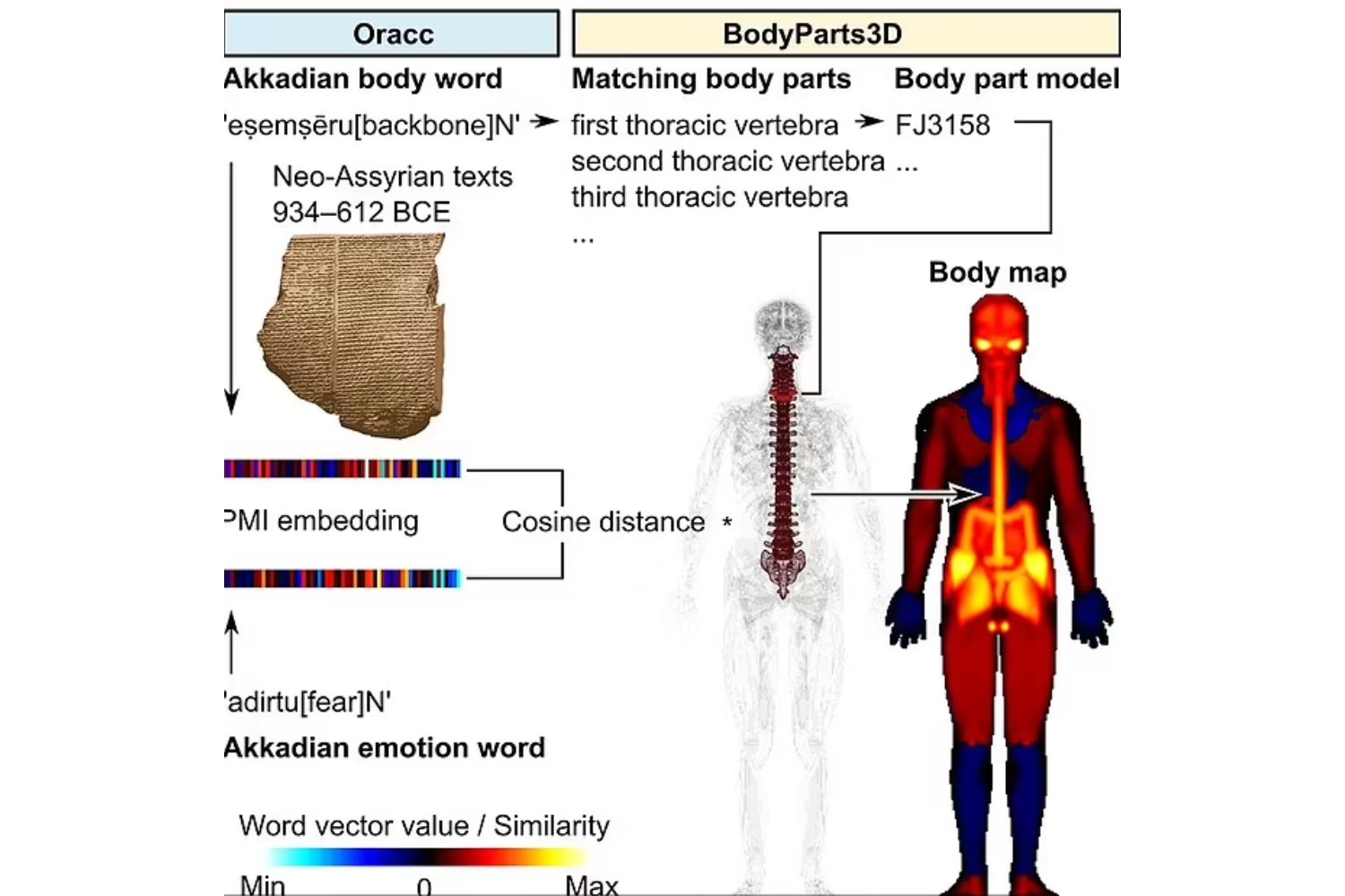 ¿Dónde se sienten realmente las emociones en el cuerpo? La ciencia lo revela