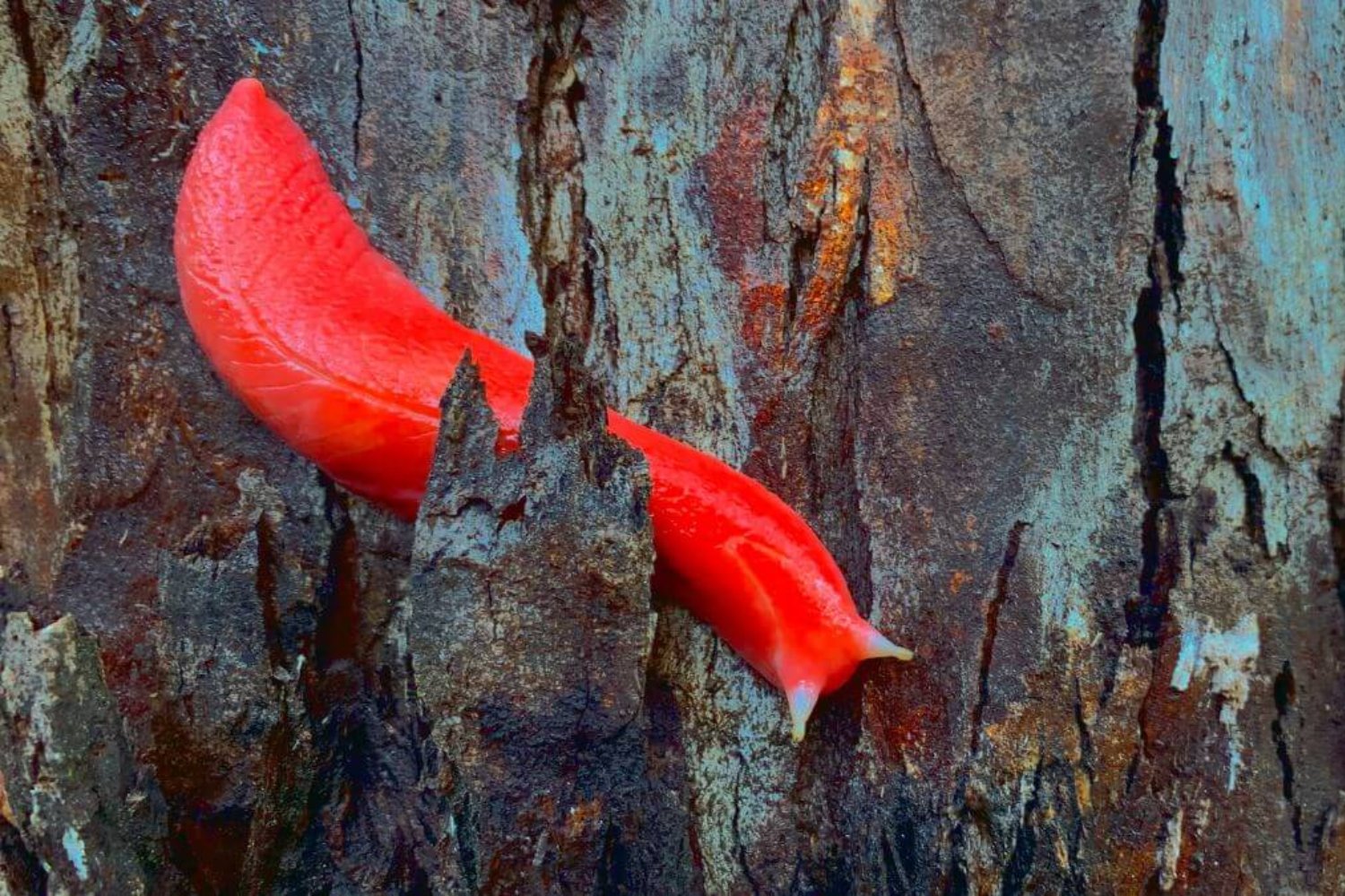 El misterioso animal rosa que desafió el fuego en Australia