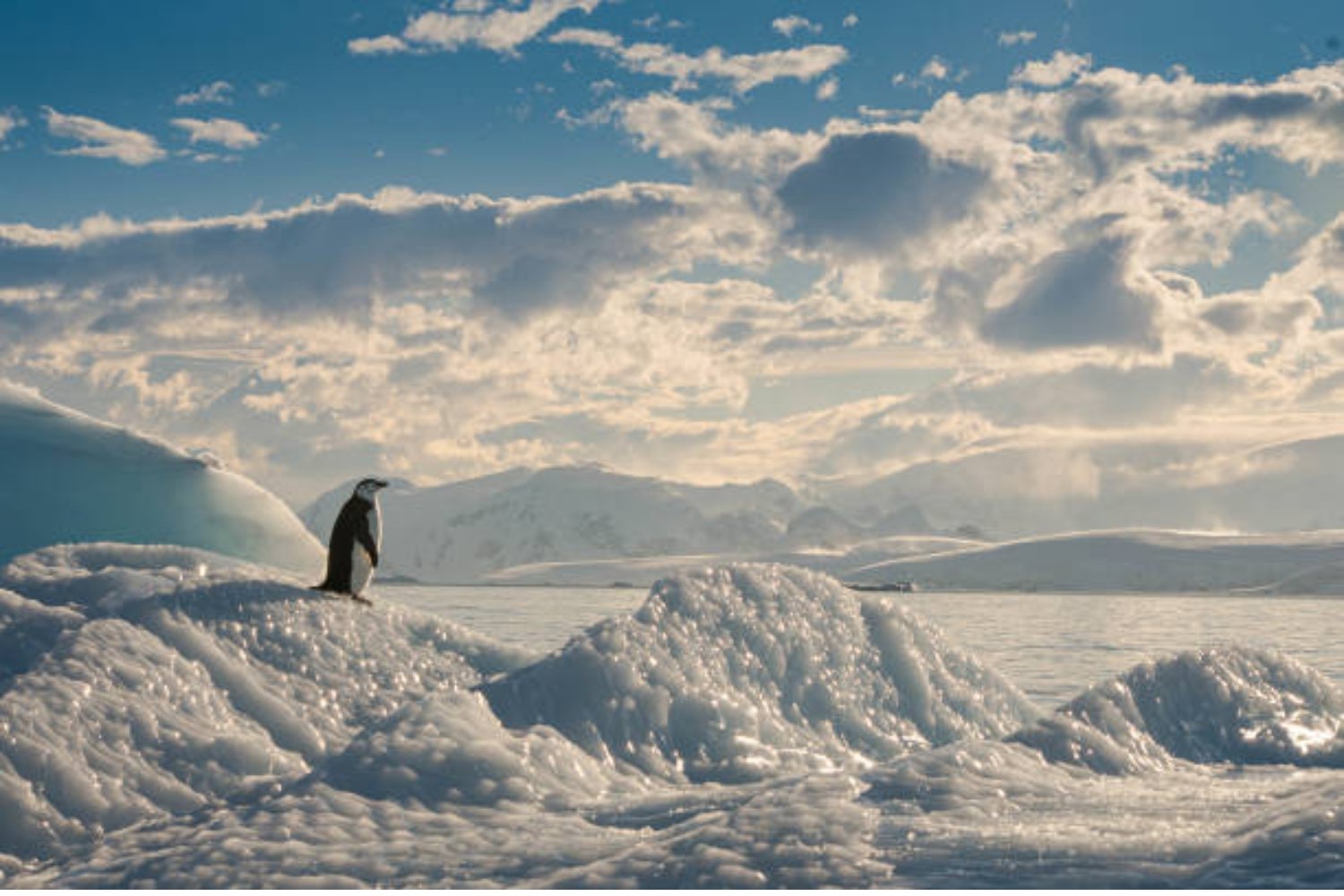 Un mundo oculto bajo el hielo: la sorprendente forma de vida hallada en la Antártida