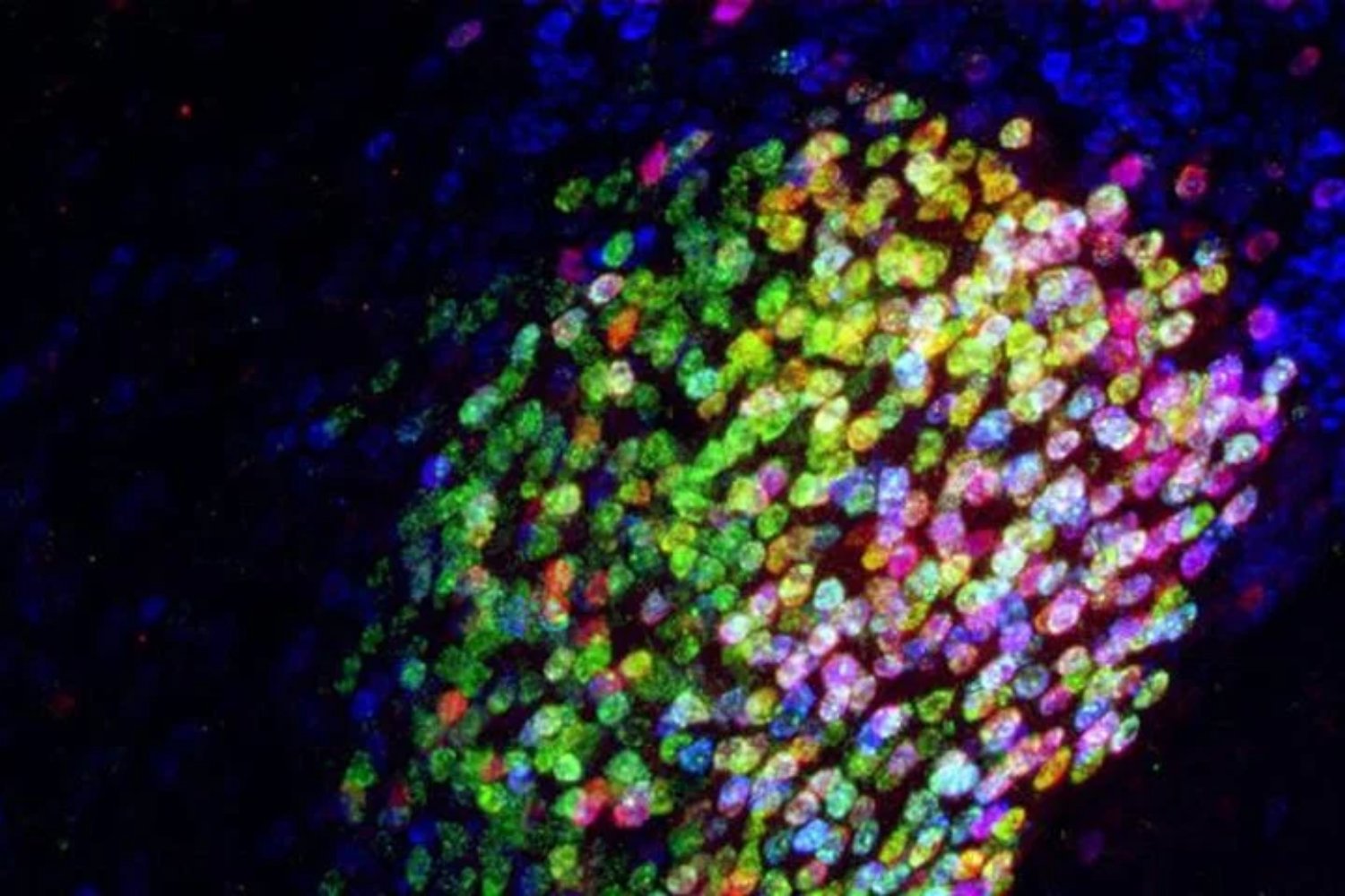Una IA adelantó 500 millones de años de evolución y creó una proteína nunca vista
