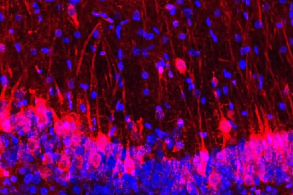 Una IA adelantó 500 millones de años de evolución y creó una proteína nunca vista