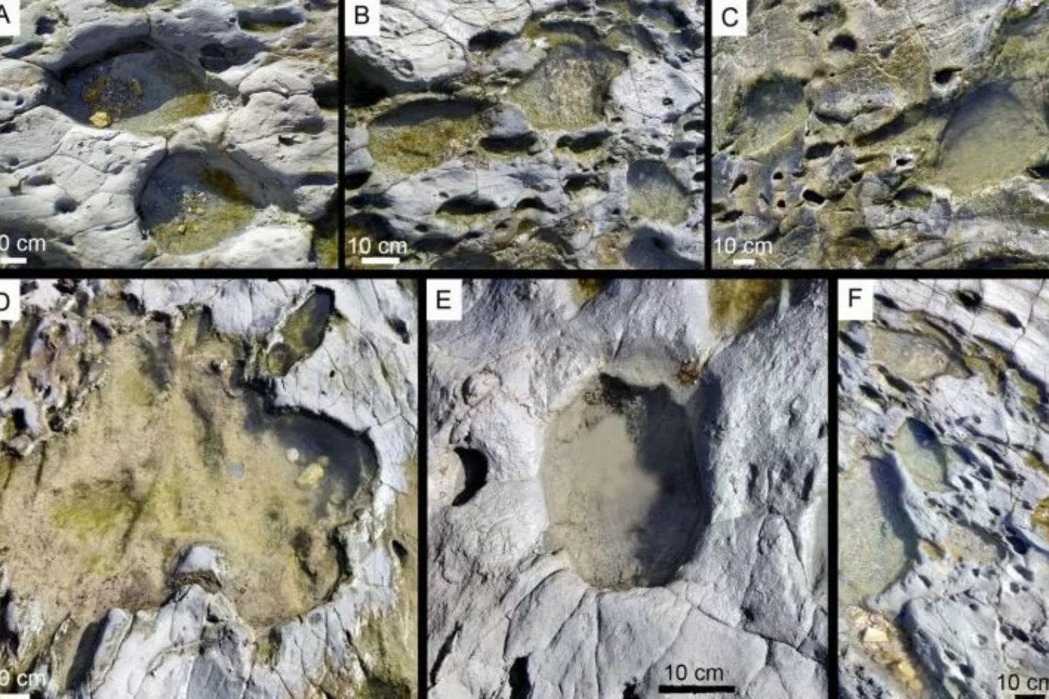 ¿Una puerta al pasado? Descubren en España más de 600 huellas de criaturas gigantes de hace 778.000 años