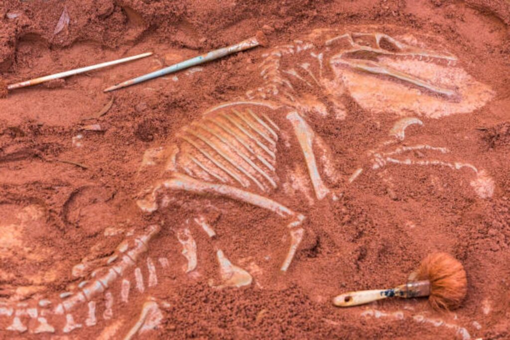 Descubren en México un dinosaurio con rasgos inesperados: el "dragón de manos largas"