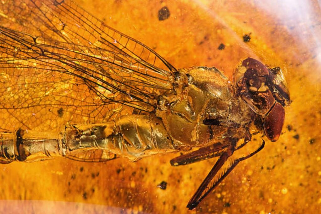El hallazgo fósil que sacude Jalisco: insectos prehistóricos revelan secretos ocultos por millones de años