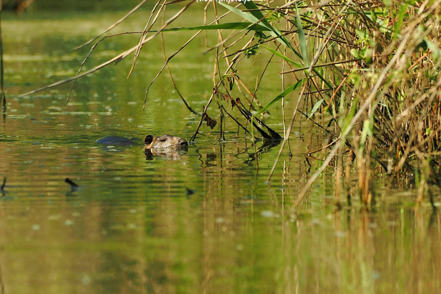Un roedor gigante a las puertas de Barcelona: ¿una amenaza inminente?