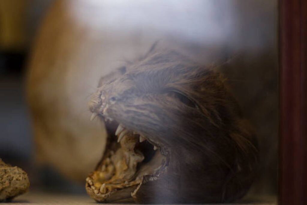El enigma de las momias felinas: un secreto enterrado por siglos