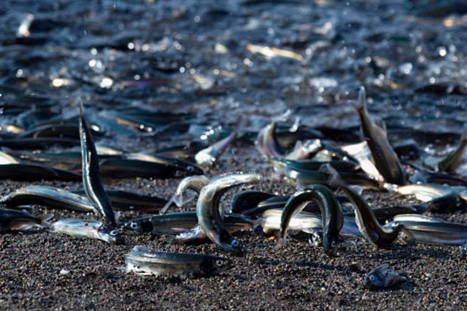 La mayor cacería jamás registrada en el océano: millones de peces devorados en solo cuatro horas