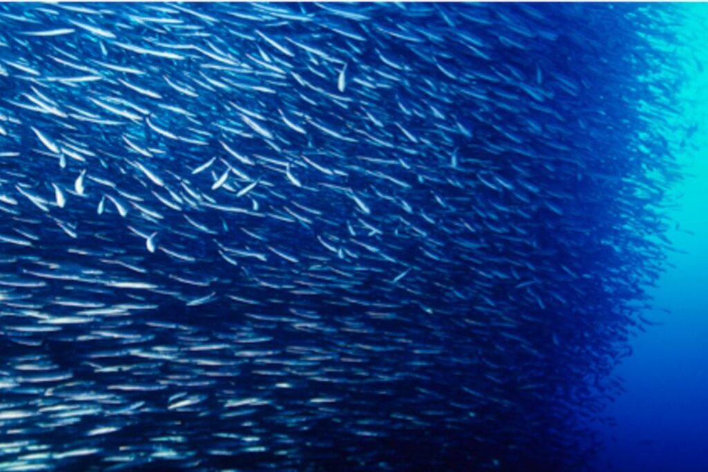 La mayor cacería jamás registrada en el océano: millones de peces devorados en solo cuatro horas