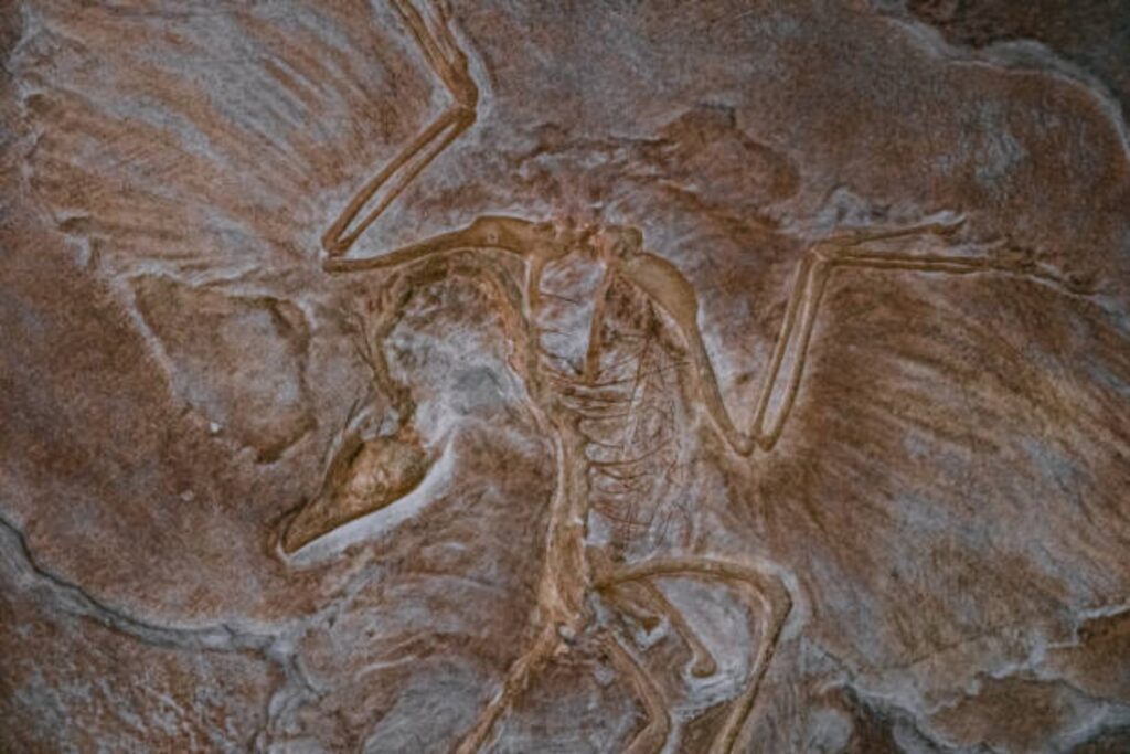 Un fósil de 149 millones de años desafía la historia de las aves: ¿el verdadero “primer pájaro”?