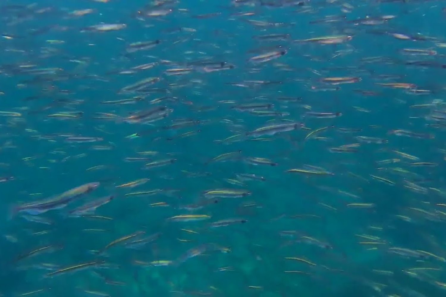 La mayor cacería jamás registrada en el océano: millones de peces devorados en solo cuatro horas