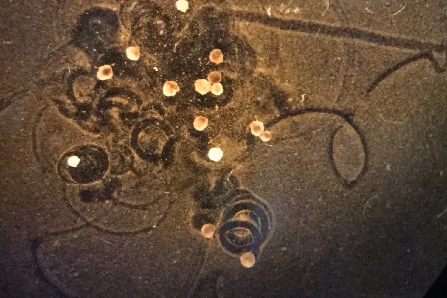 Ni vivo ni muerto: el inquietante hallazgo que desafía nuestra comprensión de la biología