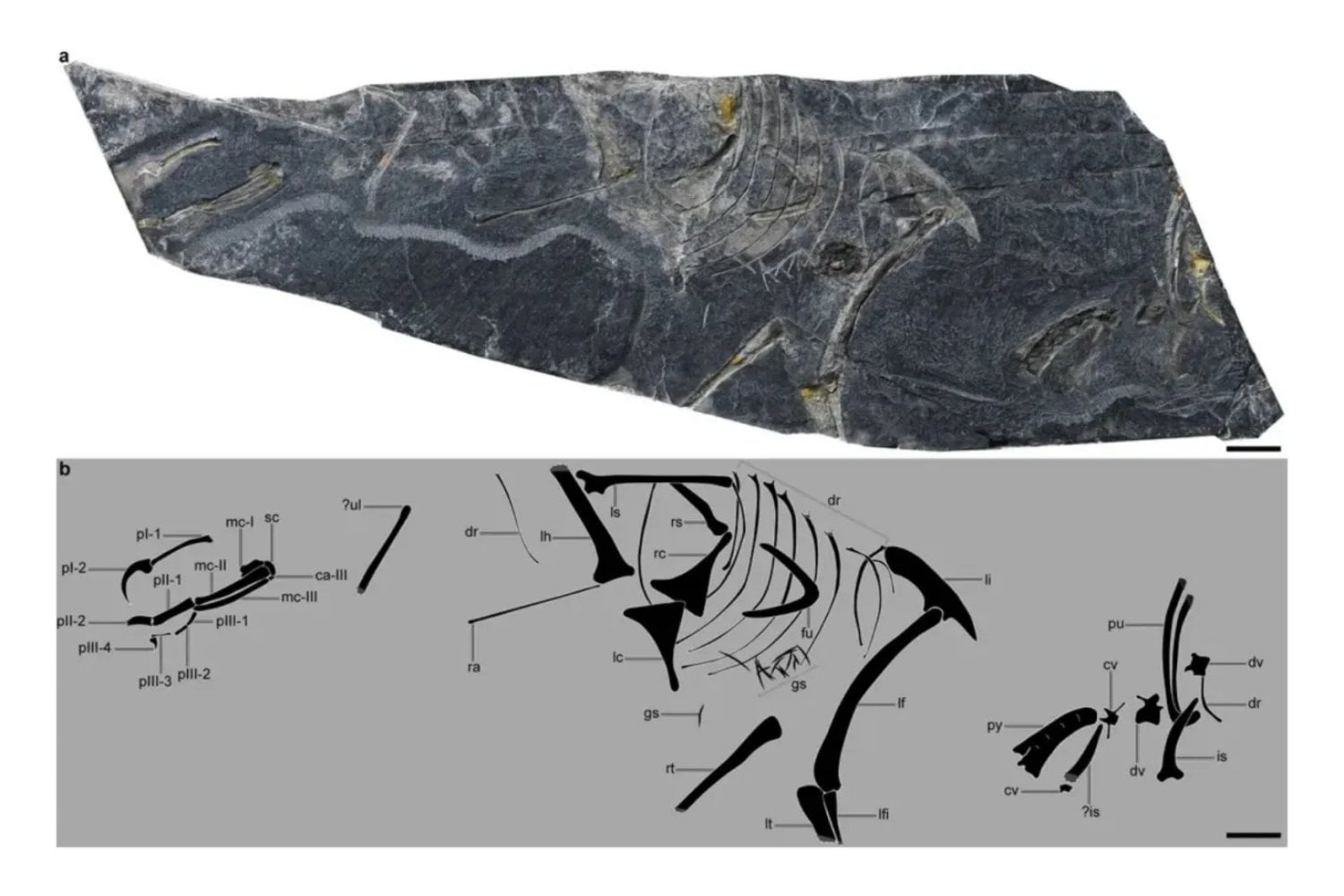 Un fósil de 149 millones de años desafía la historia de las aves: ¿el verdadero “primer pájaro”?