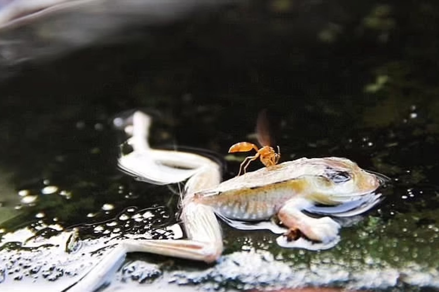 El río que hierve a sus víctimas: la aterradora realidad oculta en el Amazonas