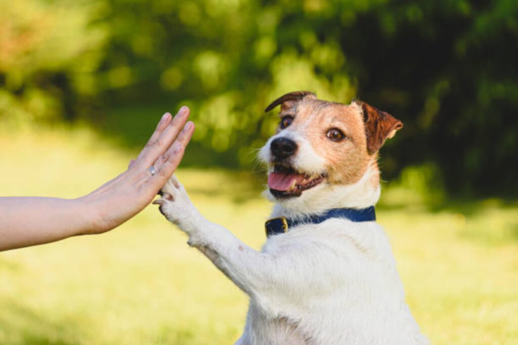 ¿Quién domesticó a quién? Un nuevo estudio sugiere que los perros no fueron un experimento humano