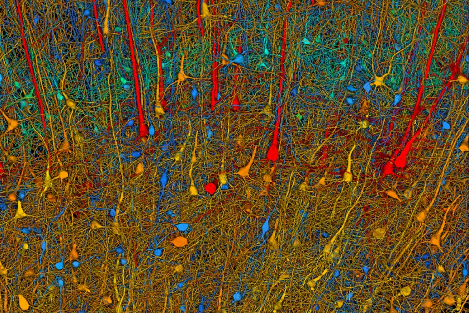 El mapa más preciso del cerebro humano: un grano de arroz que esconde un universo