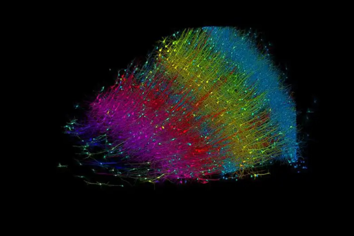 El mapa más preciso del cerebro humano: un grano de arroz que esconde un universo