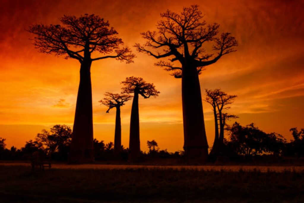 Baobabs: Descifran el enigma de un gigante milenario: científicos encuentran su origen oculto