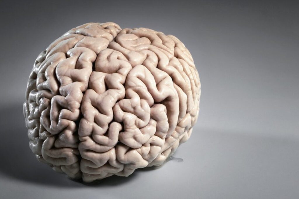 El mapa más preciso del cerebro humano: un grano de arroz que esconde un universo