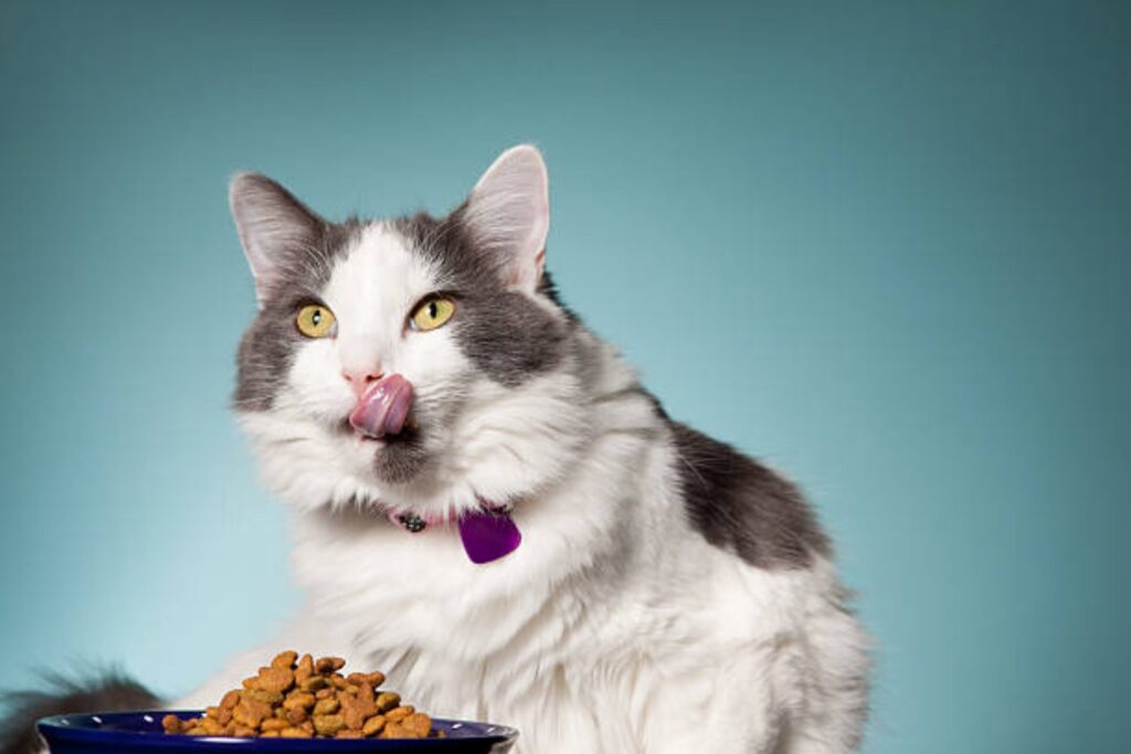 Lo que reveló la ciencia sobre los gatos: ¿qué significa que puedan comer más de 2000 especies?