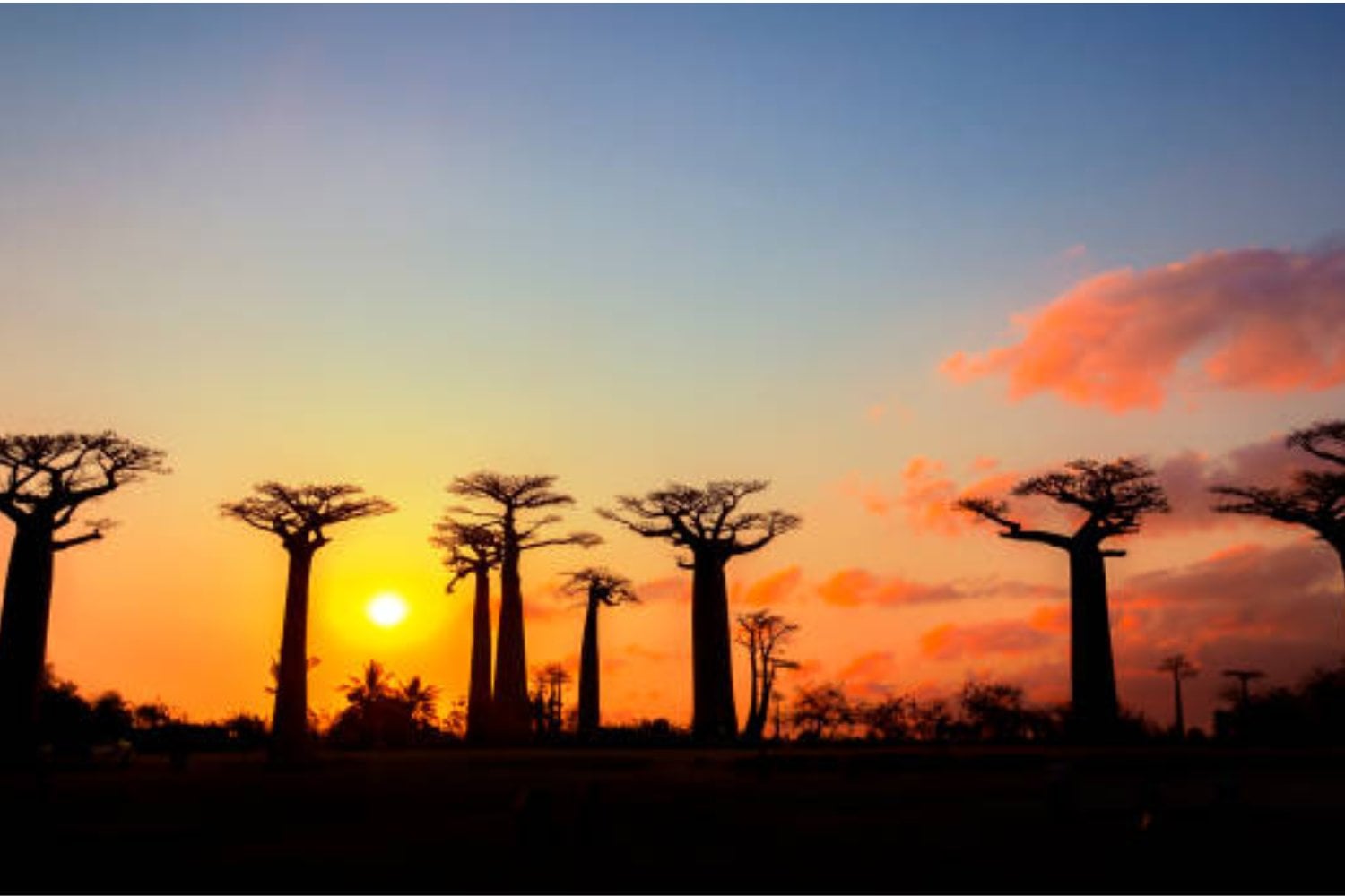 Baobabs: Descifran el enigma de un gigante milenario: científicos encuentran su origen oculto
