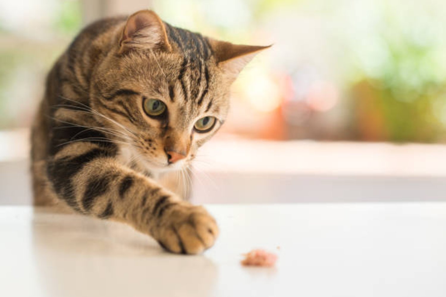 Lo que reveló la ciencia sobre los gatos: ¿qué significa que puedan comer más de 2000 especies?