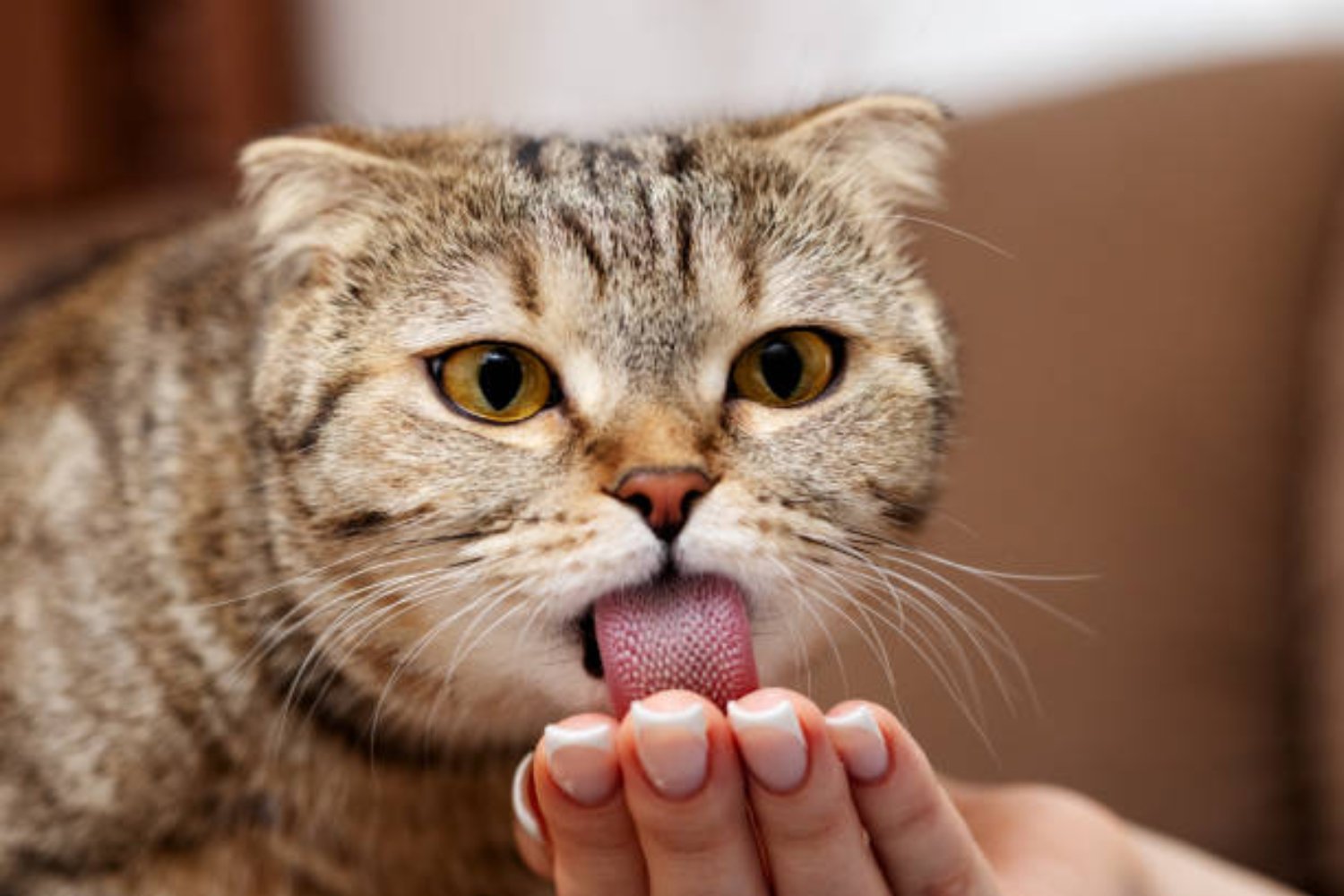 Lo que reveló la ciencia sobre los gatos: ¿qué significa que puedan comer más de 2000 especies?