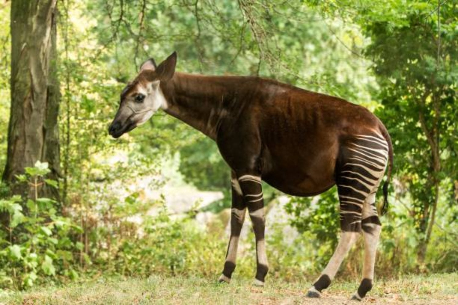 Okapi: El enigmático animal que parece dos especies en una (pero no es lo que crees)
