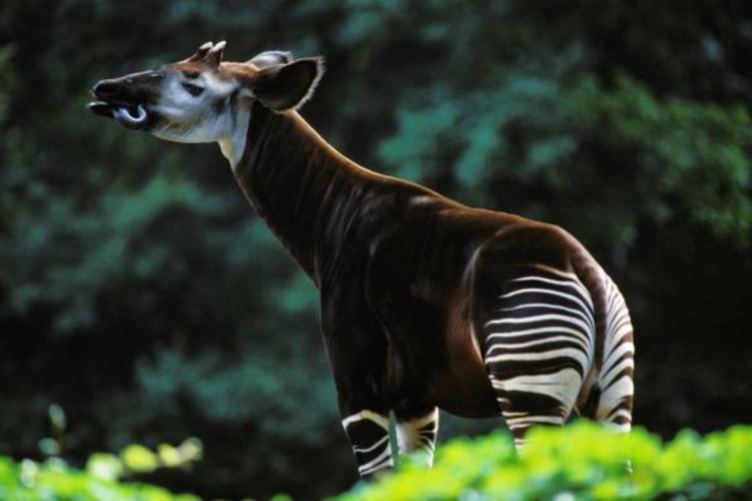 Okapi: El enigmático animal que parece dos especies en una (pero no es lo que crees)