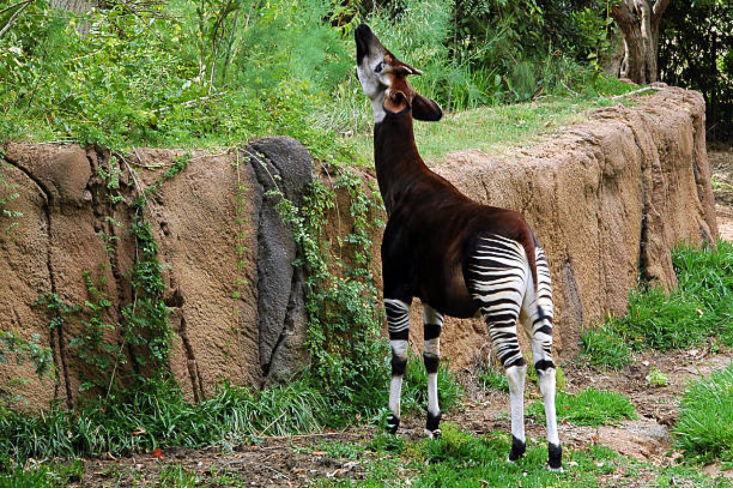 Okapi: El enigmático animal que parece dos especies en una (pero no es lo que crees)