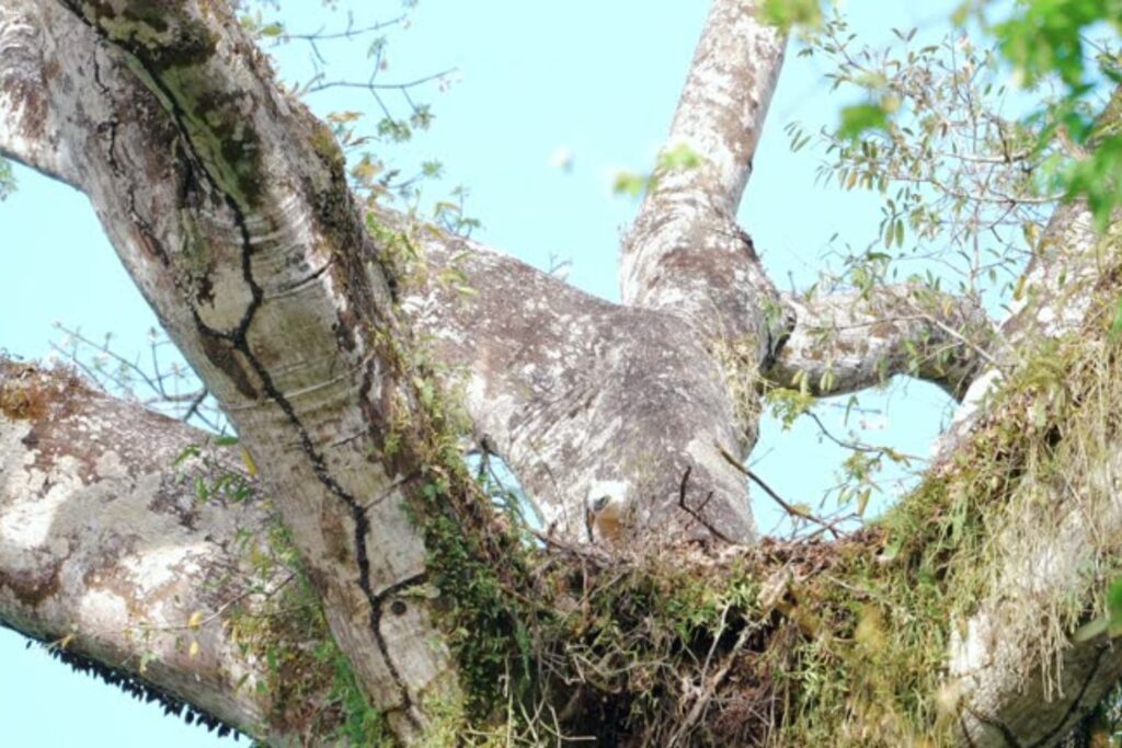 Águila Harpía: El ave más temida de América Latina reaparece tras 20 años y sorprende a los científicos
