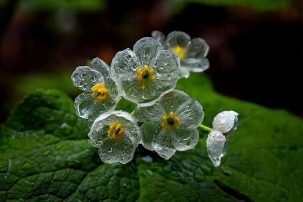 La Flor que Desaparece con la Lluvia: Un Misterio Natural que Sorprende a los Científicos