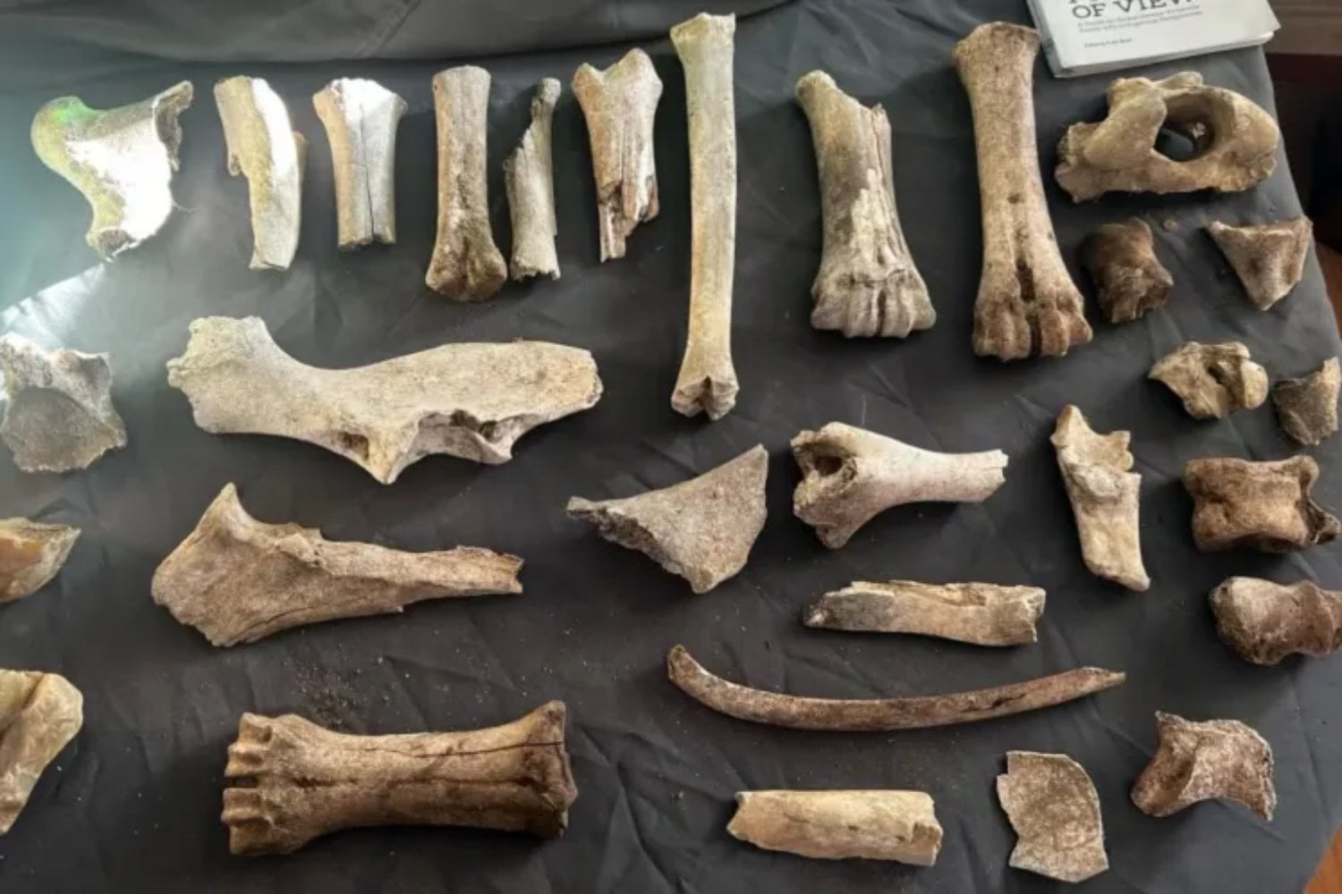 Un hallazgo en Canadá podría cambiar la historia: descubren un asentamiento indígena de 11.000 años