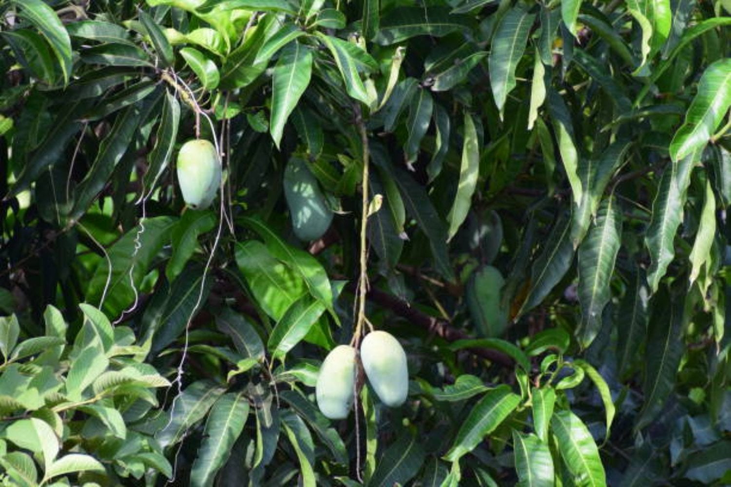 La hoja del mango podría ayudarte a combatir la inflamación