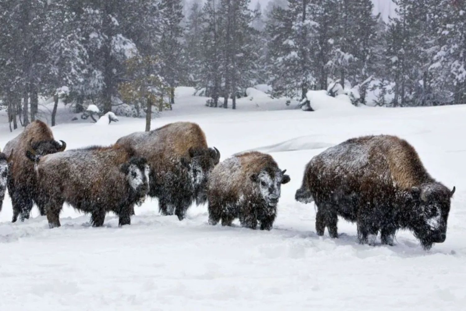 Un enigmático hallazgo en Yellowstone que deja a todos sin palabras
