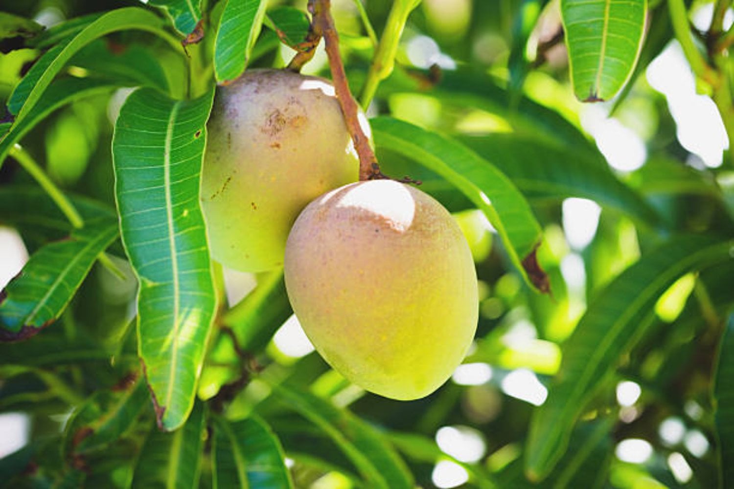 La hoja del mango podría ayudarte a combatir la inflamación