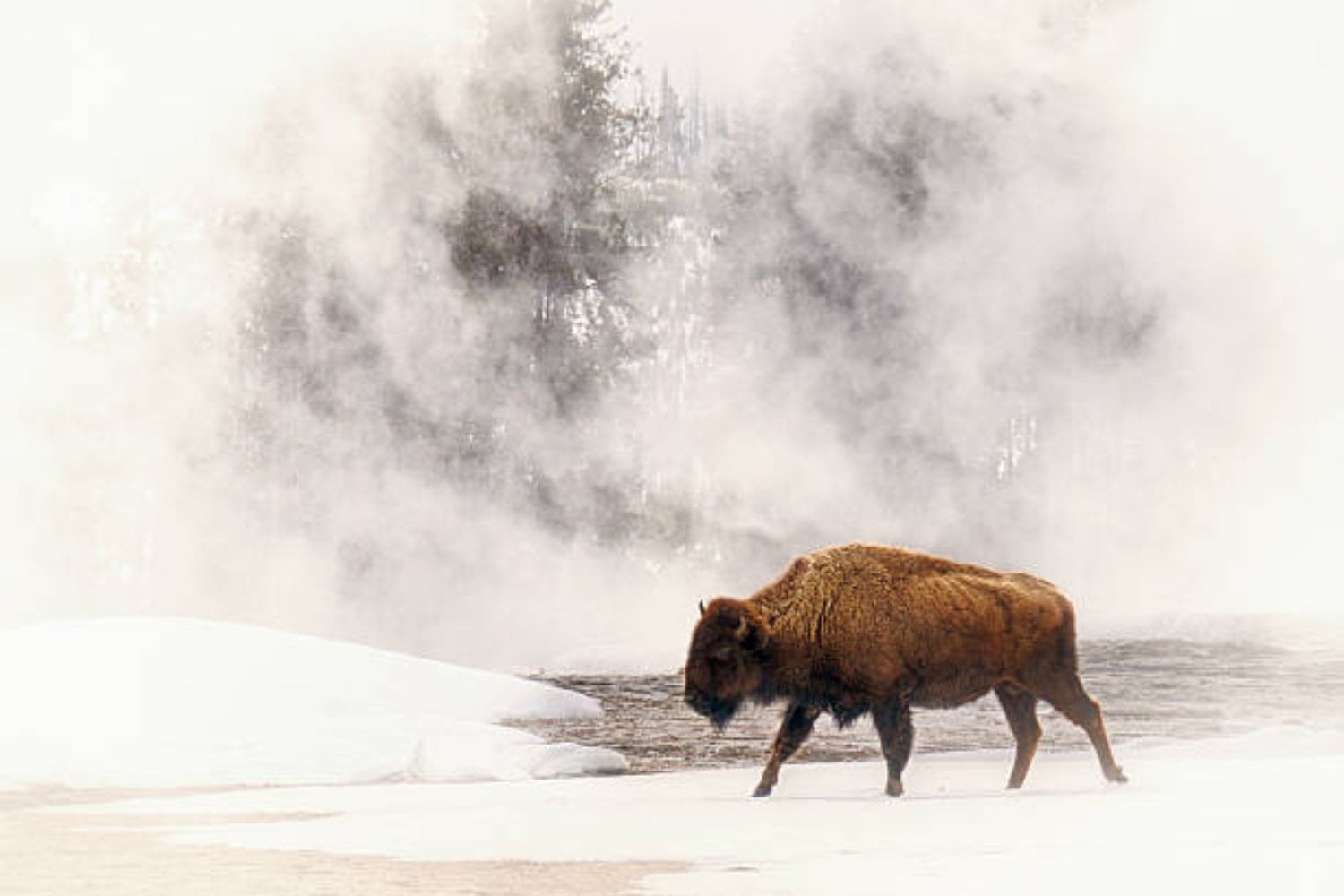 Un enigmático hallazgo en Yellowstone que deja a todos sin palabras