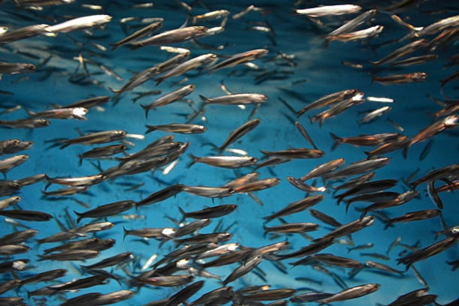 El regreso inesperado: La Perca Oliva vuelve a la naturaleza tras un siglo de extinción