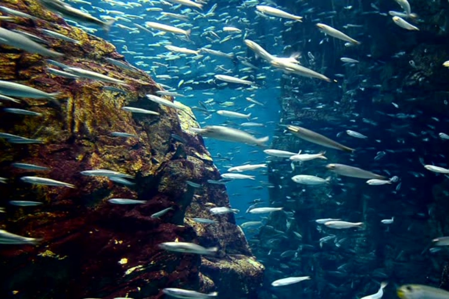 El regreso inesperado: La Perca Oliva vuelve a la naturaleza tras un siglo de extinción