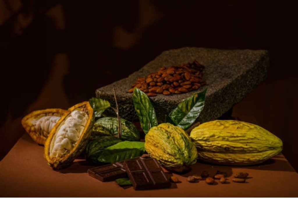 El verdadero origen del cacao: una civilización amazónica lo usaba miles de años antes que los aztecas