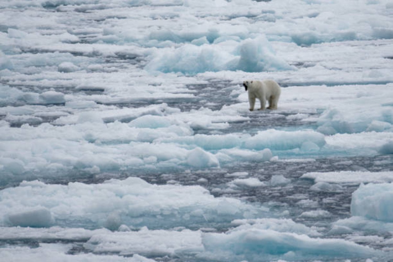 Al borde de la extinción: la drástica caída de los osos polares y el deshielo que amenaza su supervivencia
