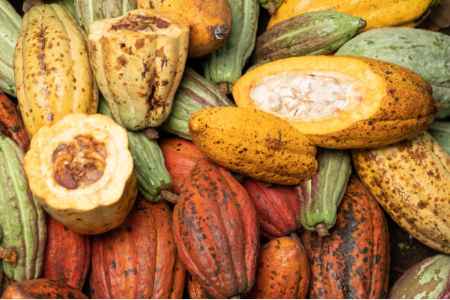 El verdadero origen del cacao: una civilización amazónica lo usaba miles de años antes que los aztecas