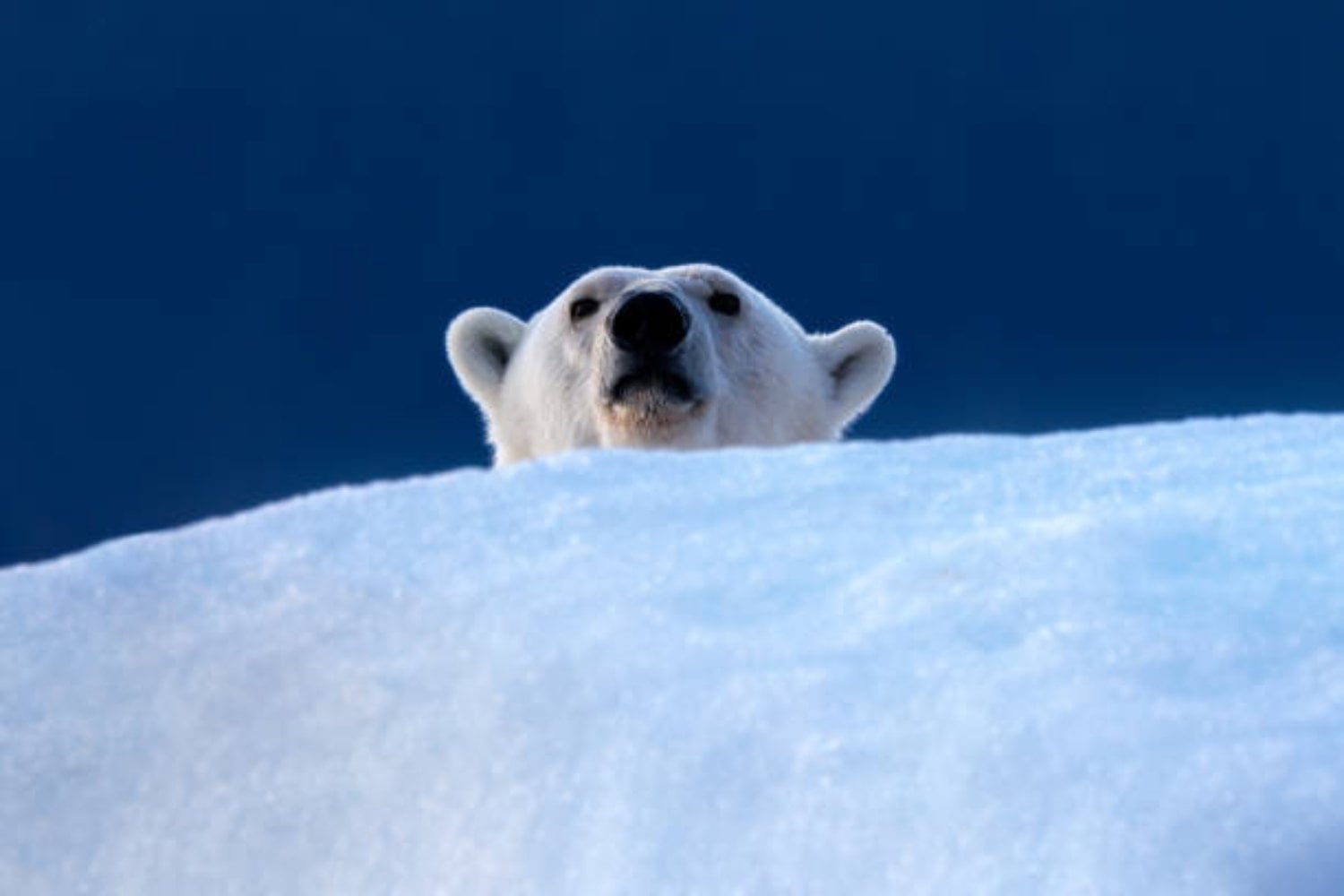 Al borde de la extinción: la drástica caída de los osos polares y el deshielo que amenaza su supervivencia