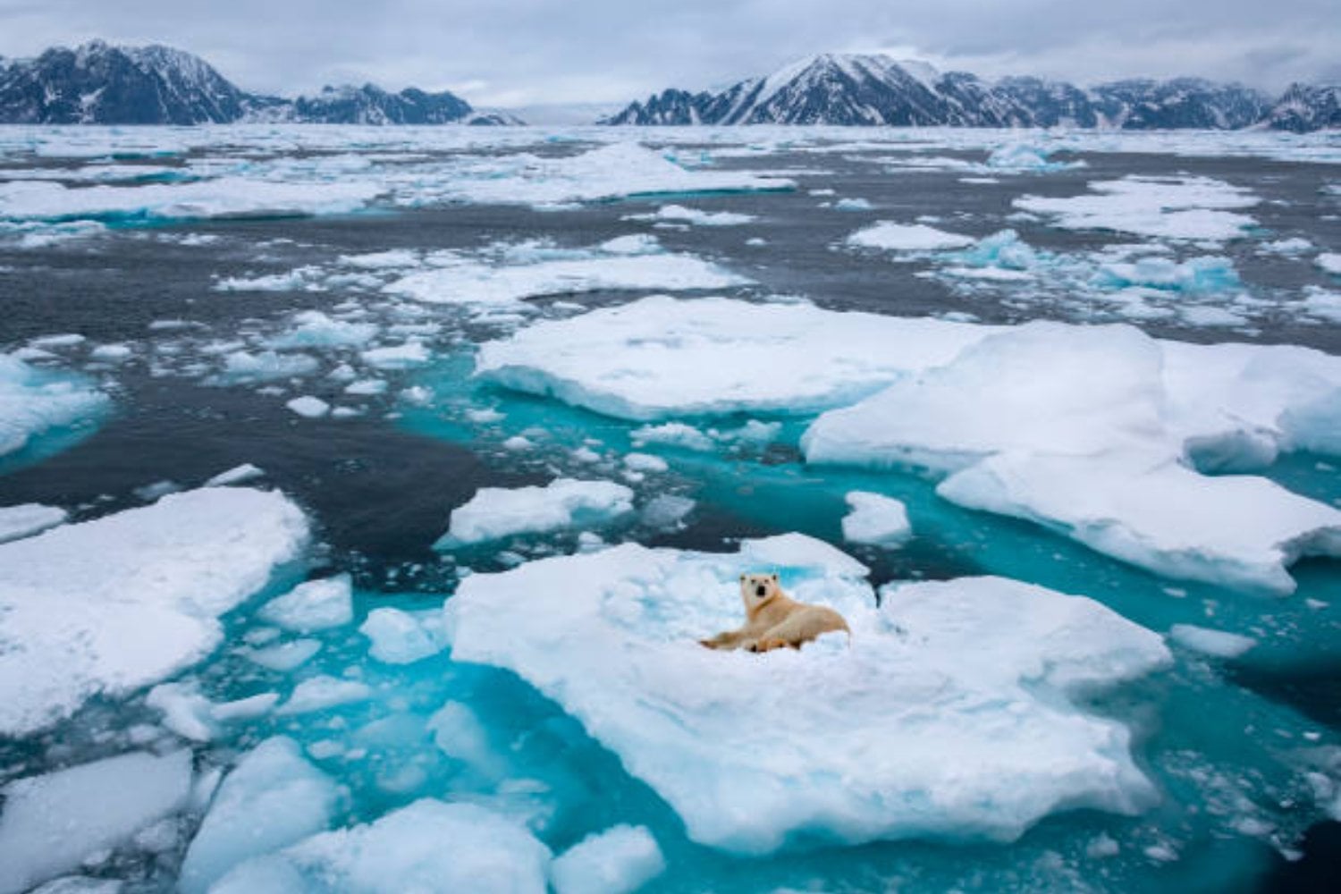 Al borde de la extinción: la drástica caída de los osos polares y el deshielo que amenaza su supervivencia