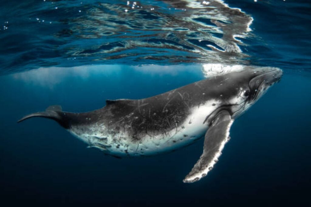 El inesperado papel de las ballenas en la lucha contra el cambio climático