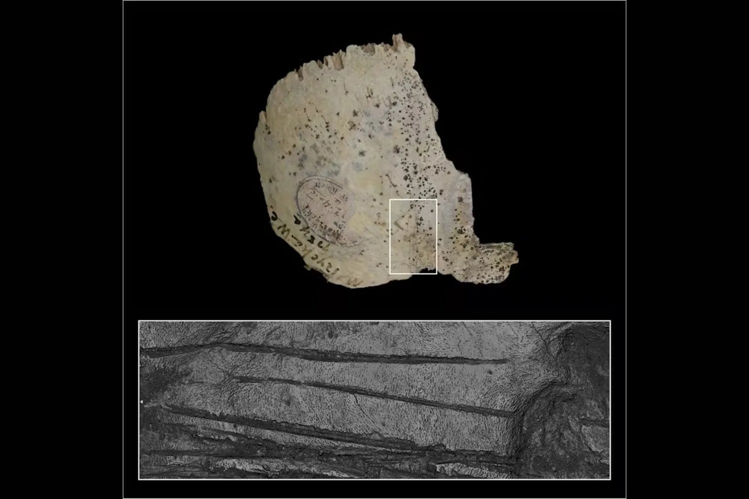 El impactante hallazgo en Europa que cambió lo que sabíamos sobre los antiguos humanos