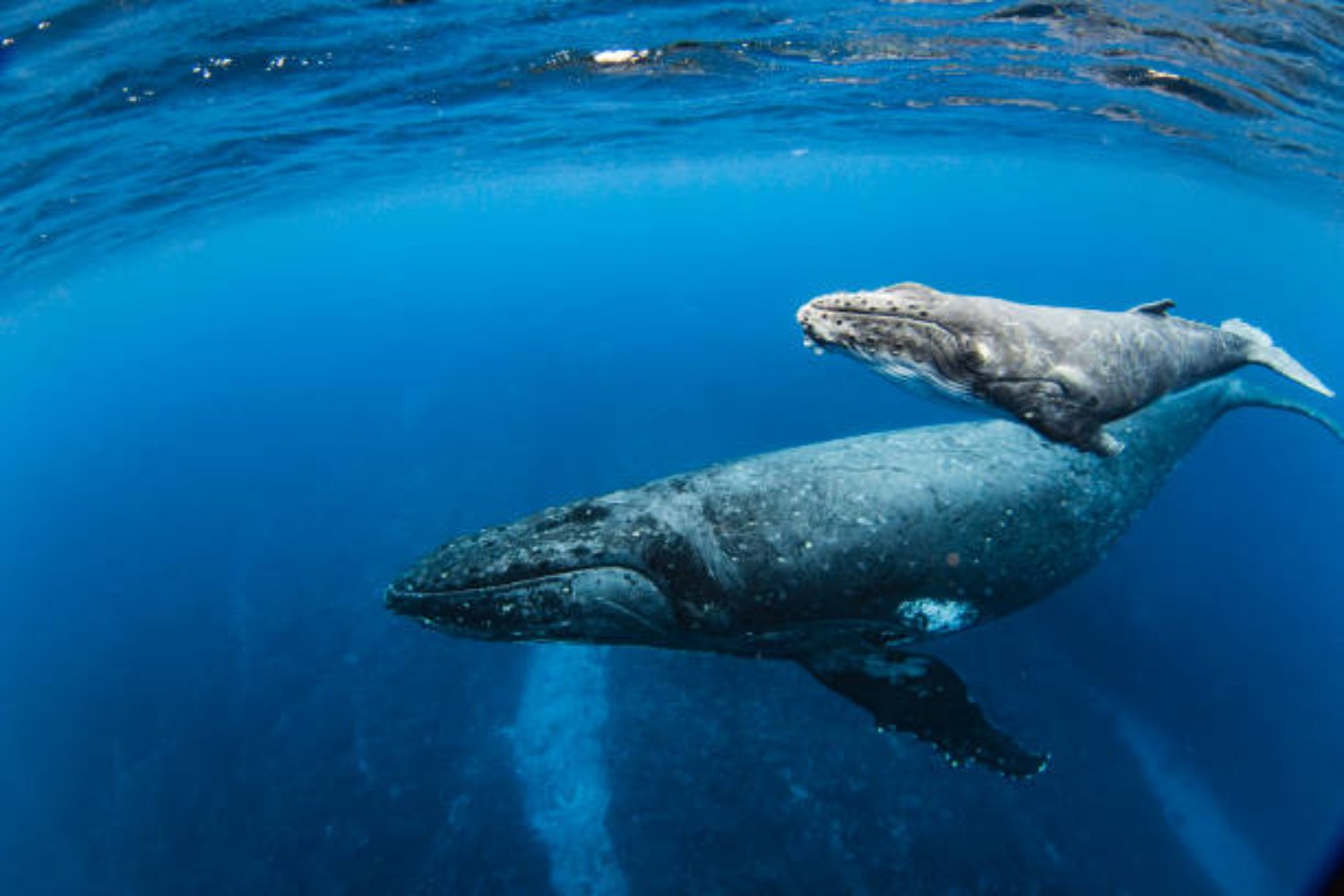 El inesperado papel de las ballenas en la lucha contra el cambio climático